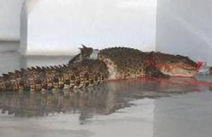 Uhitili krokodila zgubidana koji se 'pravio nevinašcem'
