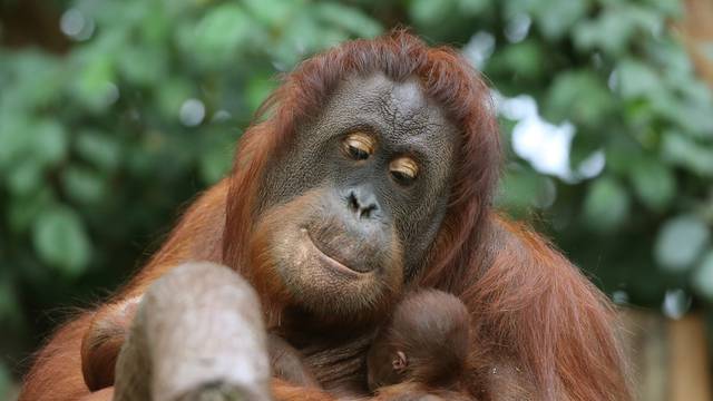 Orang-Utan Offspring