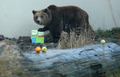 Velika tuga u ZOO-u u Zagrebu: Uginula medvjedica Eta, tamo živjela otkako je bila mladunče