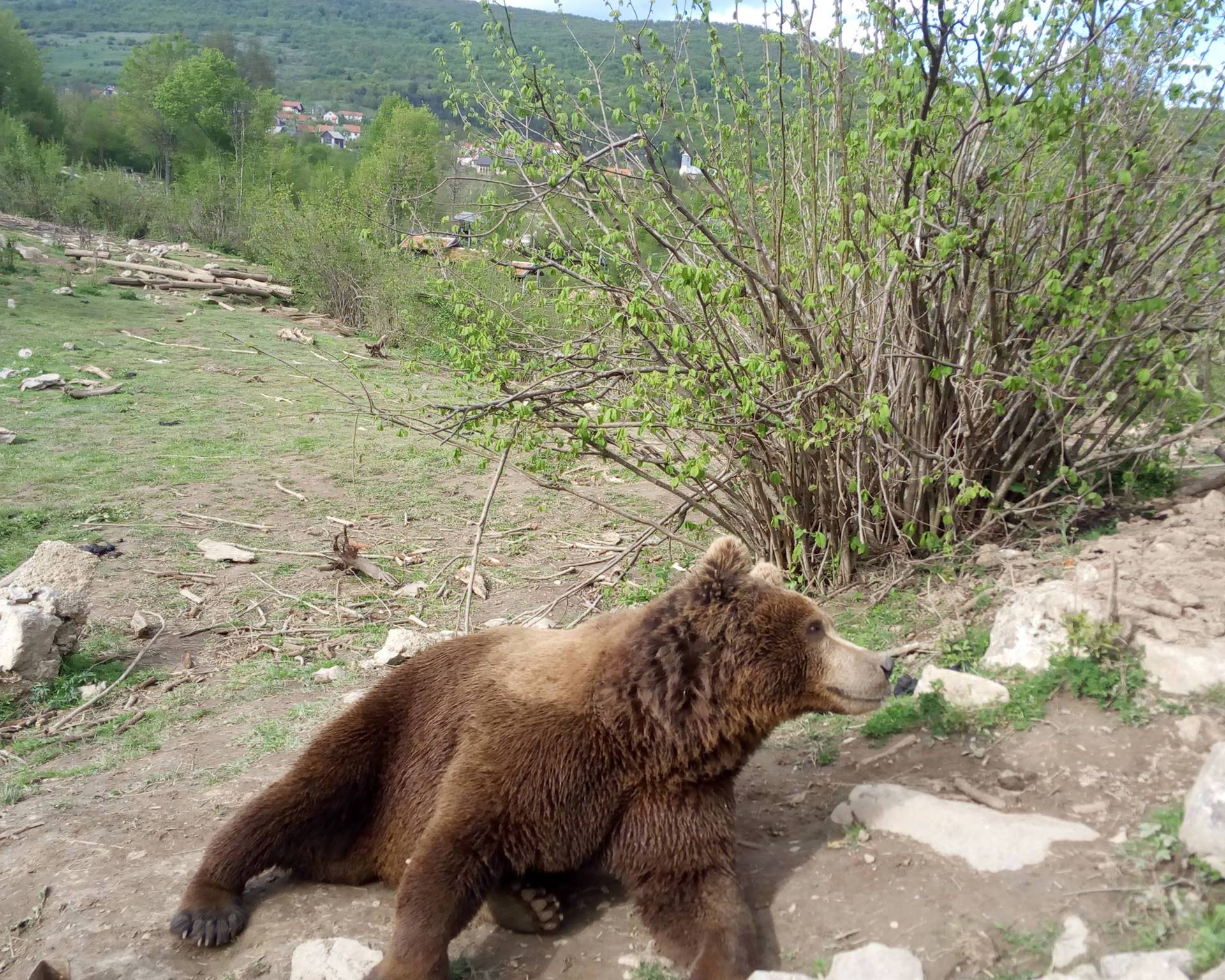 Mladi medo u Kuterevu nakon doručka odmorio je na travi