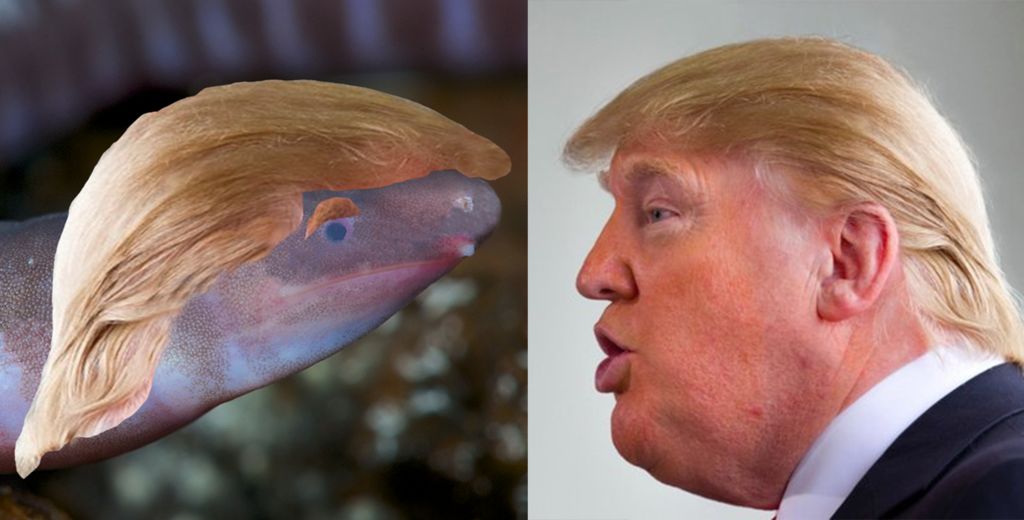 Biolozi otkrili vrstu slijepog crvića, nazvali ga po Trumpu