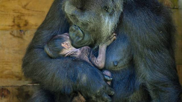 Baby boom rijetkih gorila u Ugandi: To je rijetko, blagoslov!