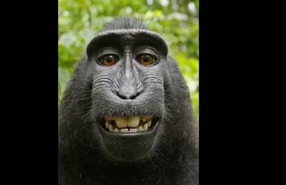 Slučaj "majmunovog selfija": Sud presudio nakon 2 godine