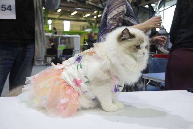 Rijeka: Međunarodna izložba mačaka