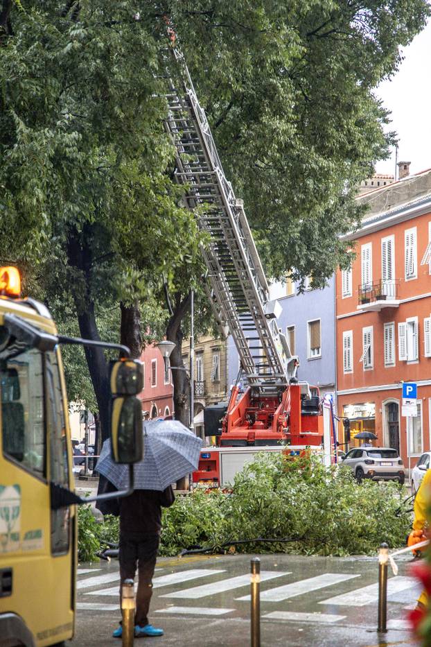 Pula: Srušeno napuklo stablo na Giardinima 