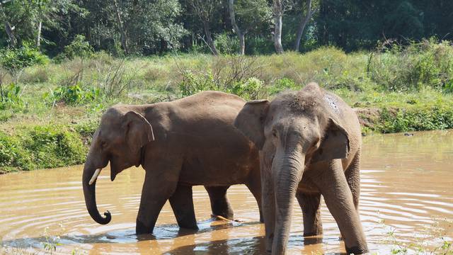 Thailand's elephant diplomacy