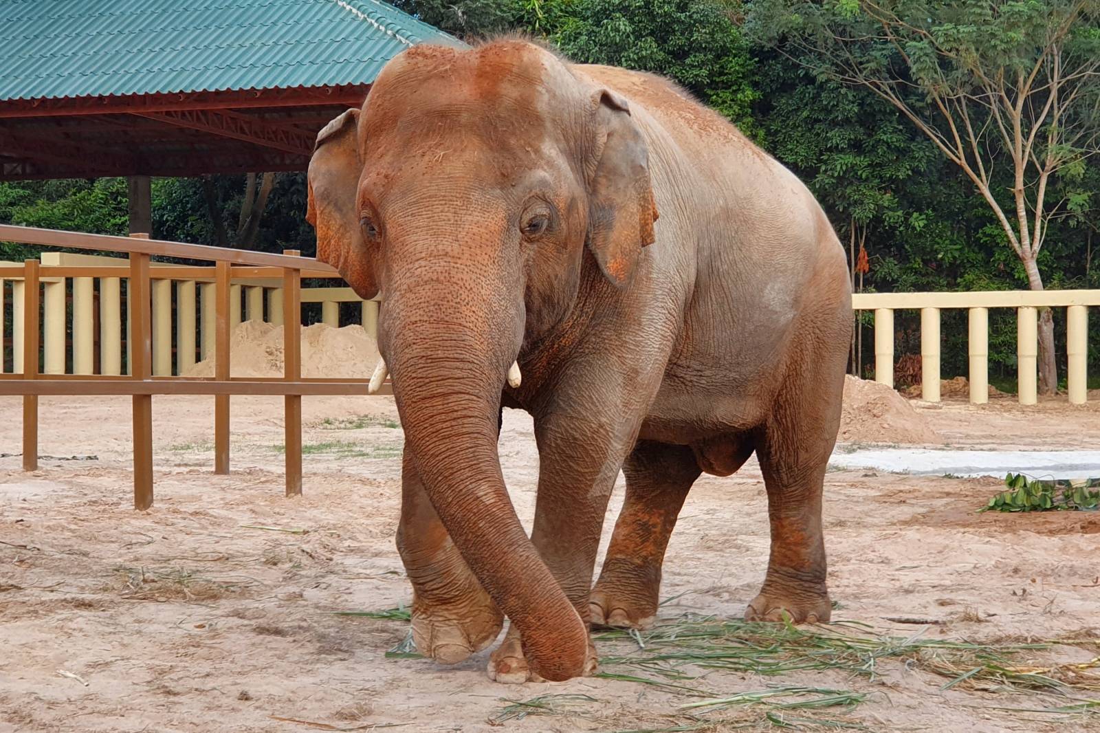 Kaavan, an elephant transported from Pakistan to Cambodia, is seen at the sanctuary in Oddar Meanchey Province