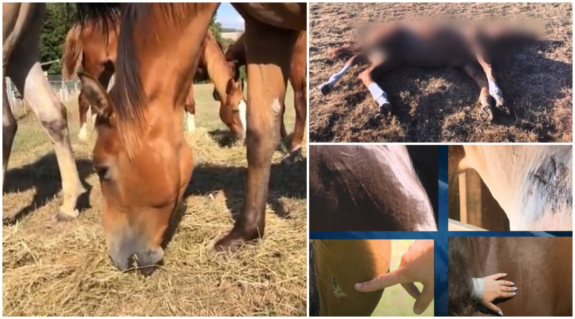 Misterij sakaćenja 150 konja: Netko im sječe uši i genitalije...