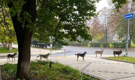 Bez guranja, gužve i tučnjave: Psi  mirno čekali u redu za hranu