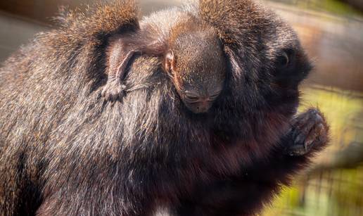 Fotka dana: Beba majmuna drži se čvrsto za mamu i ne pušta je