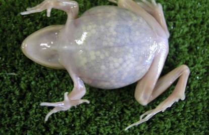 Japanski znanstvenici stvorili prozirnu žabu