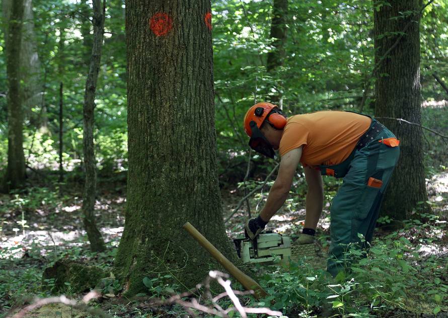 Krivotvorio dokumente da bi 'legalno' sjekao tuđe šume...