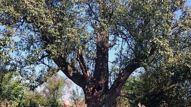 Rekorderka: ‘Imamo stablo kruške starije od 400 godina’