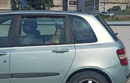 Netko je ostavio psa u vrućem autu u Rijeci. Intervenirala je i policija, a vlasnika će kazniti