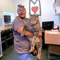 Divovska mačka koja teži čak 12 kilograma 'srušila' internet