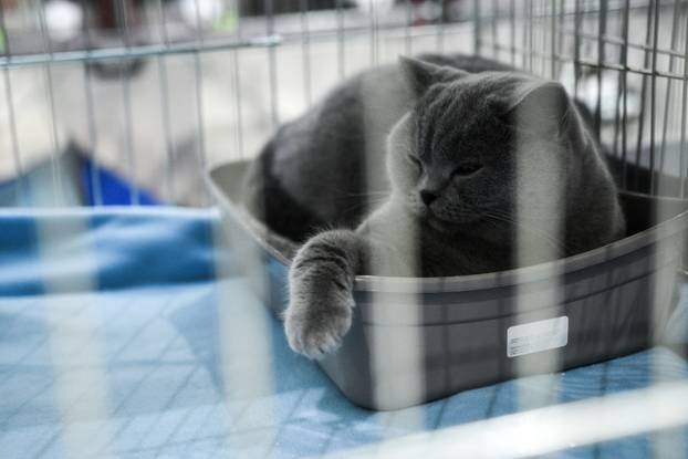 Zagreb: Međunarodna izložba mačaka