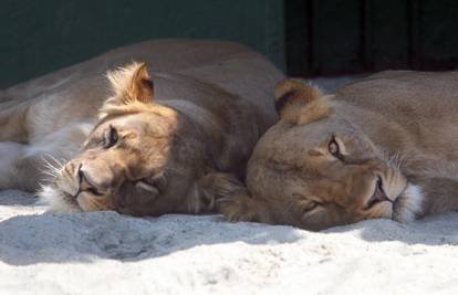 U Maksimirski Zoo doselile se dvije lavice i dva purana