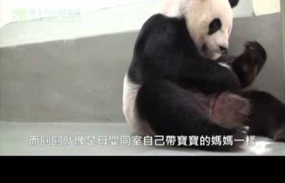 Pogledajte prvi susret mame pande i njenog mladunčeta