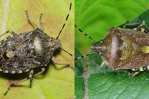 Zeleni i smeđi smrdljivi martini - evo u čemu je ključna razlika