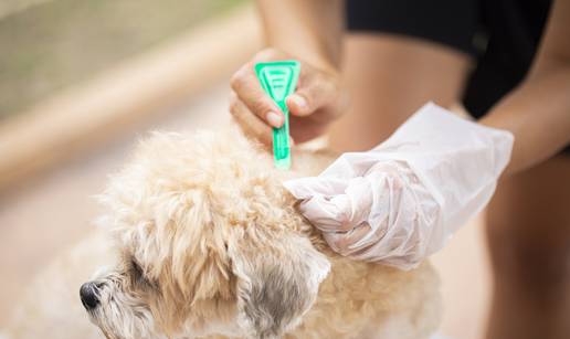 Sve ih je vi&scaron;e: Evo kako za&scaron;tititi ljubimca od napasnih krpelja