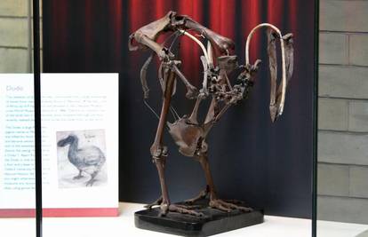 Izložen kostur Dodo ptice izumrle prije 300 godina