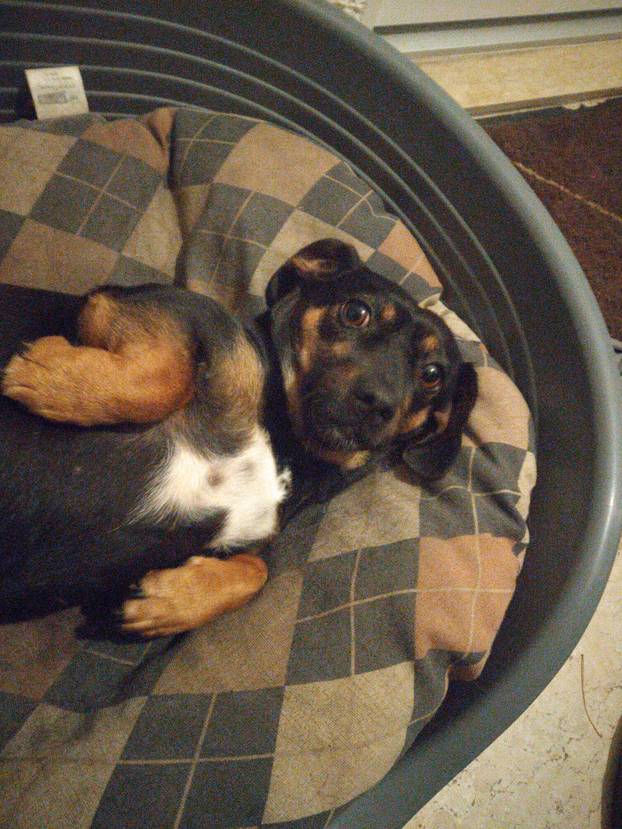 SUPER FOTKE vaših ljubimaca! Neki bi mogli biti viralni hit, ali svi su jednostavno neodoljivi