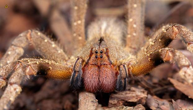 FOTO Ovo su najotrovnije životinje na svijetu: Australci, nije vama nimalo lako dolje...