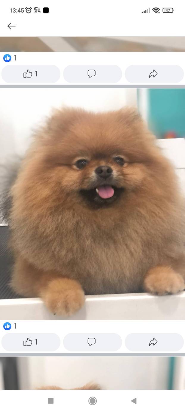 SUPER FOTKE vaših ljubimaca! Neki bi mogli biti viralni hit, ali svi su jednostavno neodoljivi