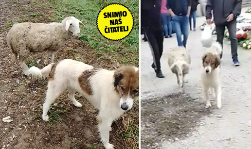 VIDEO Nakon ručka na sajam: Pas i ovca pogledali što se nudi pa krenuli put centra Samobora