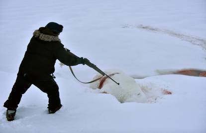 Tragedija na Aljasci: Polarni medvjed spustio se u selo, ganjao ljude i ubio ženu i dijete