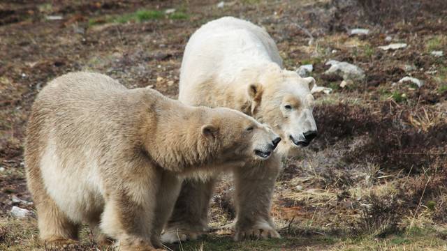 Polar bears Victoria and Arktos interact in Highland Wildlife Park in Kincraig