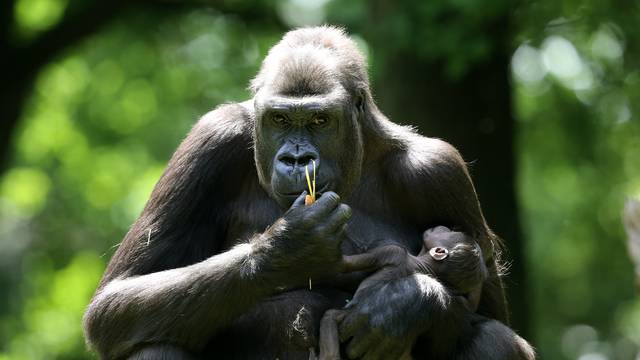 Gorilla mother Safiri with gorilla baby
