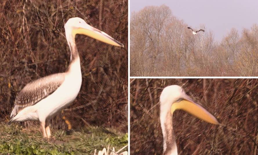 Na slavonski ribnjak sletio je pelikan!: 'Oni u Hrvatskoj nisu viđenih posljednjih 100 godina'