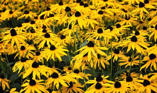 Rudbekija cvate cijelo ljeto, a sadi se u cvjetne gredice