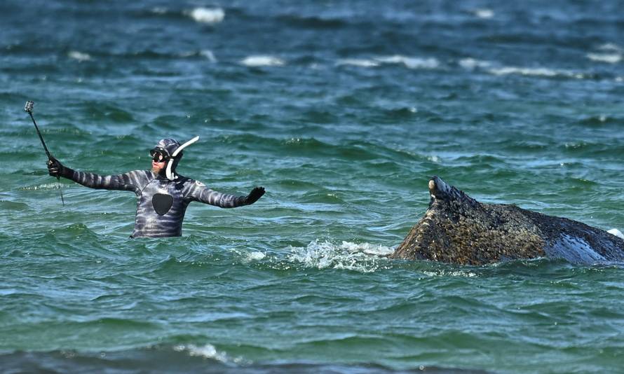 Rescuers try to refloat a humback whale into the Baltic Sea