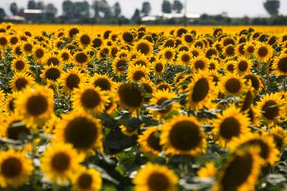 Polje suncokreta nedaleko Osijeka