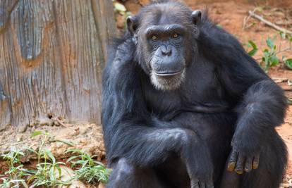 Iz zoološkog pobjegle  čimpanze,  usmrtili četiri dok su ih hvatali