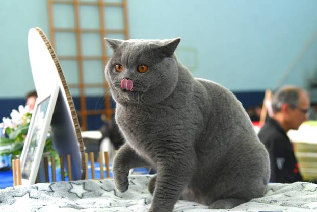 Bjelovar: Međunarodna izložba pasminskih mačaka u organizaciji Saveza felinoloških društava Hrvatske