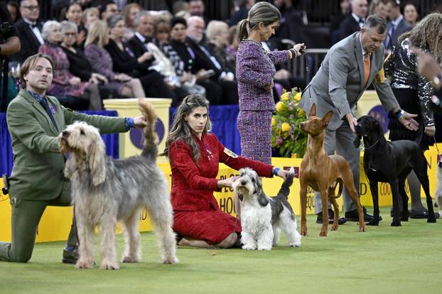 NY: 150th Annual Westminster Kennel Club Dog Show - Day 2
