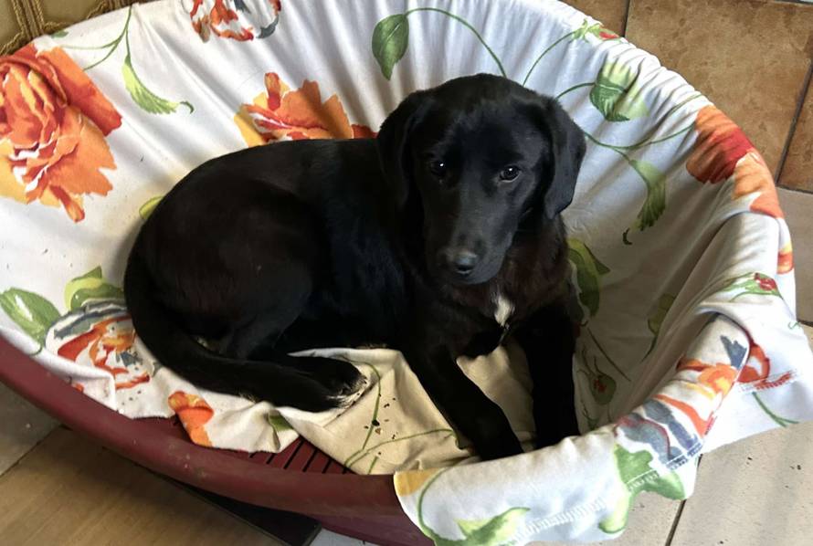 Iz romskog naselja u Međimurju spasili 37 pasa: 'Bez nadzora tu lutaju, a mačke ni ne prežive...'