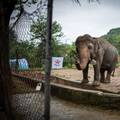 'Najusamljeniji slon na svijetu' napokon smije otići iz Pakistana