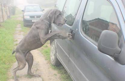 Pas čija je baka vozila, naučio otvarati vrata automobila