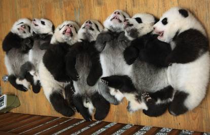 Sedam malenih pandi čvrsto zaspalo u zajedničkom krevetu 