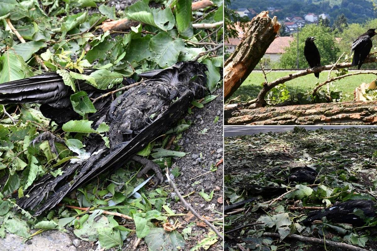 Oluja u Požegi ubila je desetke vrane, a stotine poluživih ptica bespomoćno još leži u parku