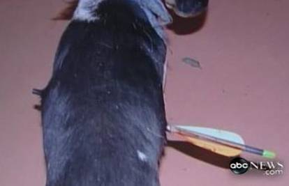 Psu strijela probola tijelo, ali je čudom preživio