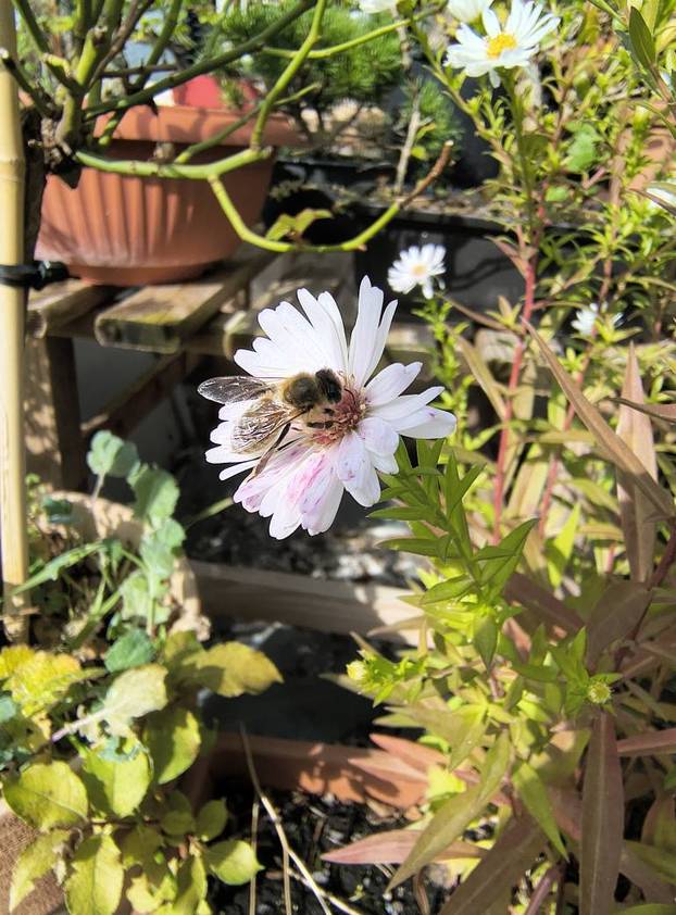 FOTO Zoran je na krovu zgrade u Zagrebu napravio zelenu oazu: 'Tu sadimo biljke, družimo se...'