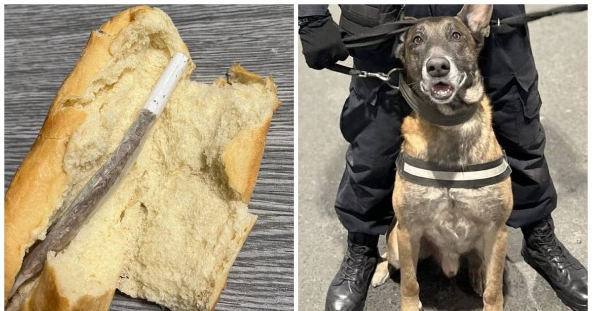 Serbia experiences unique seizure as dog detects joint hidden in bun: “Couldn’t have done it without our canine partner”