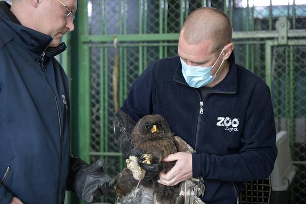Zagreb: Ozlijeđene sove koje se nalaze na liječenju u Zoološkom vrtu