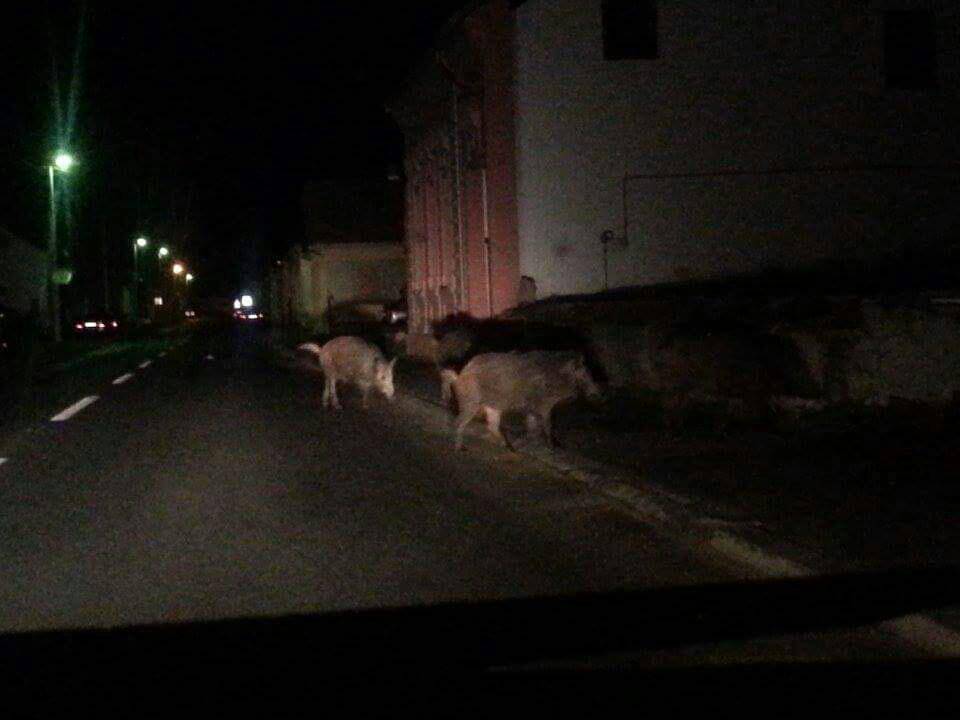 Izašle u grad: Pet divljih svinja prošetalo je središtem Pakraca