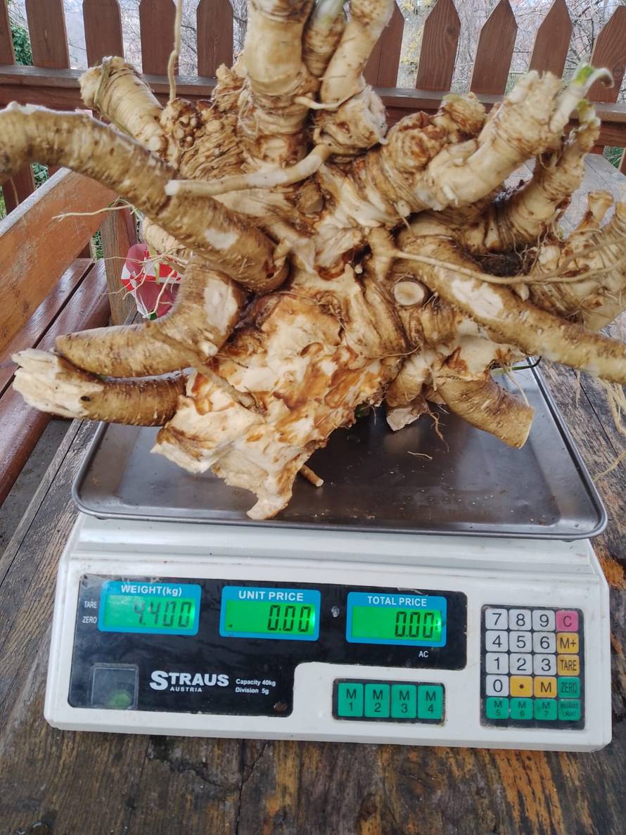 VIDEO U vrtu kraj Jaske iskopao divovski hren: 'Ima više od 4 kg, ovo još nisam doživio'